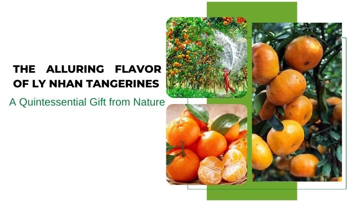 The Alluring Flavor of Ly Nhan Tangerines - A Quintessential Gift from Nature