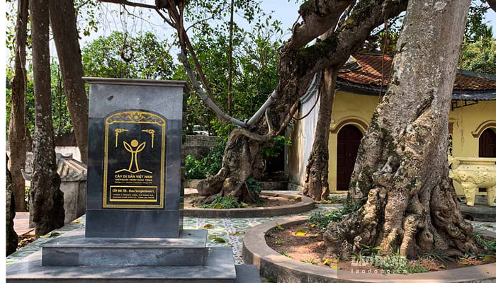 A 300-Year-Old Sacred Banyan Tree with a Unique Shape in Ha Nam