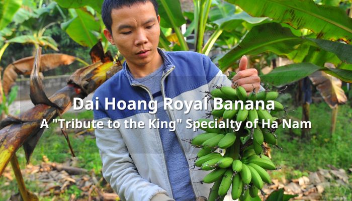 Dai Hoang Royal Banana - A "Tribute to the King" Specialty of Ha Nam